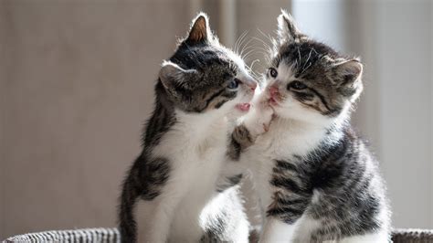 Two kittens playful wallpaper | animals | Wallpaper Better