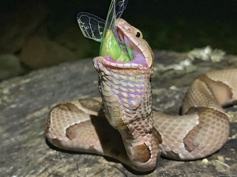 Cicadas make great snacks for copperhead snakes, experts say | WATE 6 ...