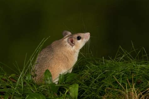 Meet the African Spiny Mouse: A Mouse with the Protective Shell of an ...