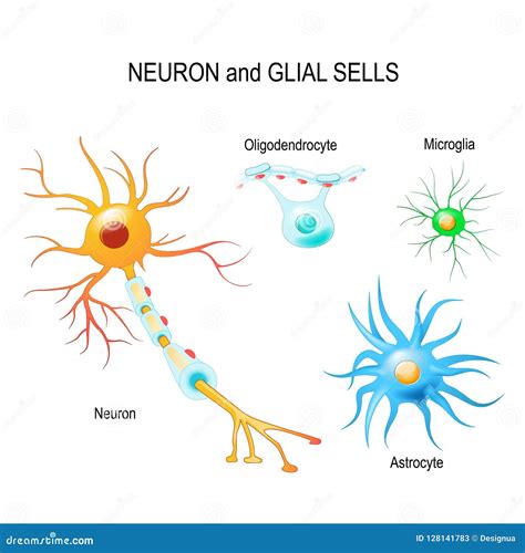 Cells of Human`s Brain. Neuron and Glial Cells Microglia, Astro Stock ...