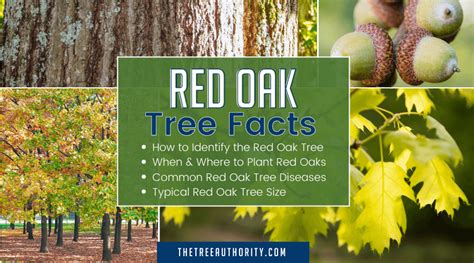 Red Oak Tree Facts (Quercus rubra) - The Tree Authority