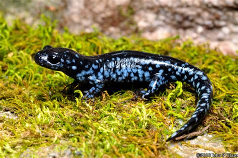 Salamanders and Newts of Iowa