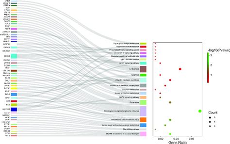 KEGG pathway enrichment analysis (n=3). The genes associated with the ...