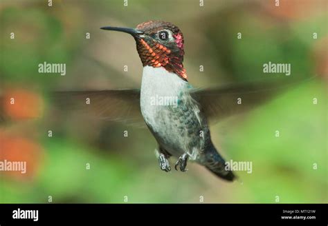 Bee Hummingbird Facts The Smallest Bird In The World - Bank2home.com