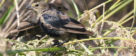 Tricky (Molting) Icterid - 10,000 Birds