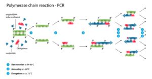 Biotechnology Applications in Medicine: Genetics, Examples and Videos