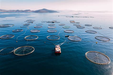 Sustainable Fish Farm