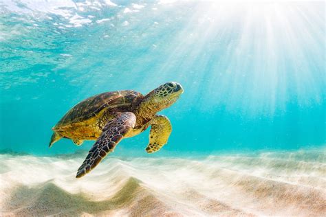 Green Sea Turtle Facts: Habitat, Diet, Conservation, & More