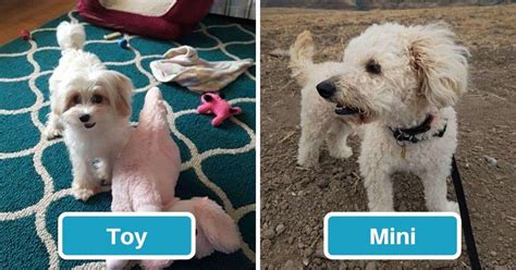 Maltipoo Size Full Grown: How Big Do Maltipoos Get? (Toy & Mini)