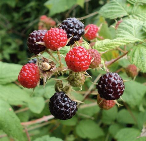 Black Raspberries vs Blackberries – Mother Earth News