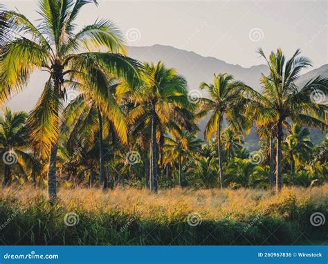 Palm Trees at a Coconut Farm in Oahu Hawaii with Mountains in the ...