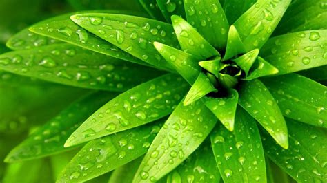 Pin by Dana Shaw on Green Scene | Green nature wallpaper, Green leaf ...