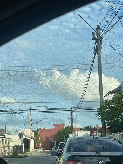 Locusts swarm Mexico region in biblical proportions