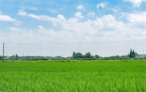 Paddy Field Summer Field Rural Landscape Photography Map With Pictures ...