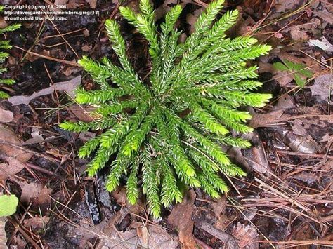 PlantFiles Pictures: Ground Pine, Ground Pine Clubmoss, Rare Clubmoss ...