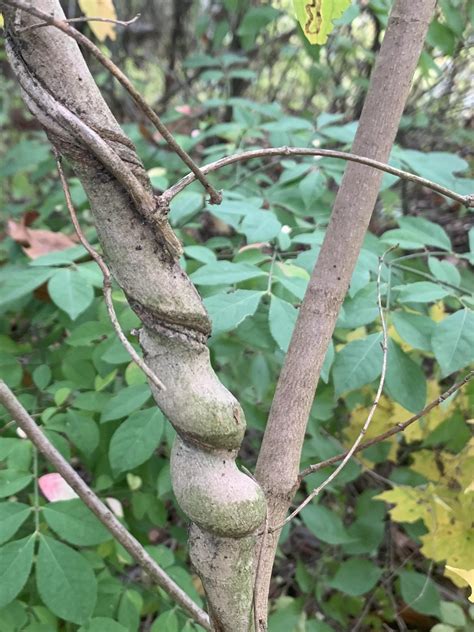 This tree was warped by an invasive species of vine : mildlyinteresting