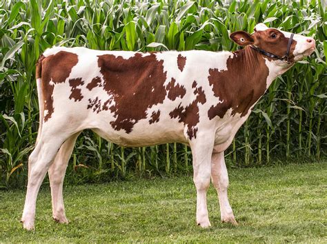 Red And White Holstein Heifer Photograph by Judith Picciotto