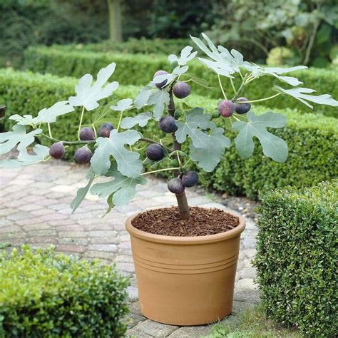 Dwarf Brown Turkey Fig Tree: The Perfect Addition To Your Garden ...