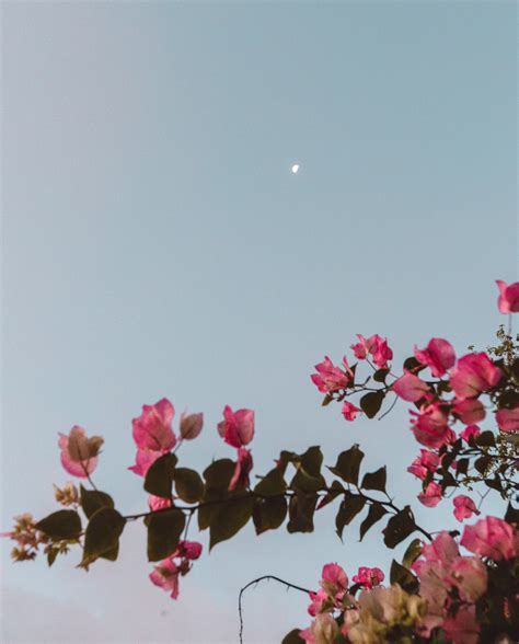 Flowers and Moon Wallpaper | Mini canvas art, Wallpaper, Retro photo