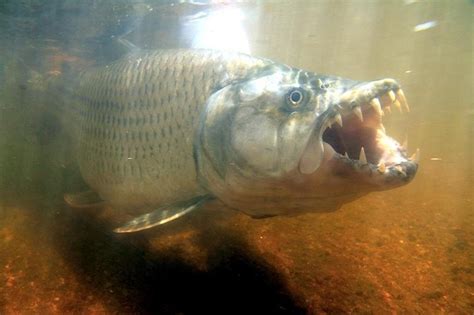 Tigerfish – "OCEAN TREASURES" Memorial Library