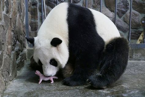 Panda Plays With Her Newborn Cub in China Picture | Cutest Baby Animals From Around the World ...