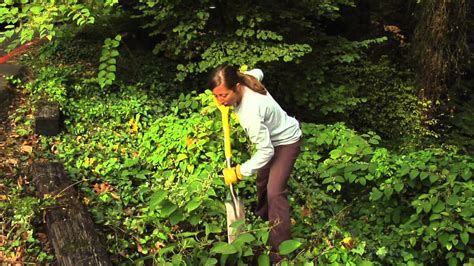 How to Remove Knotweed - YouTube