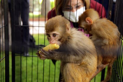 Smuggled monkeys, lizards and snakes find peace in Gaziantep Zoo ...