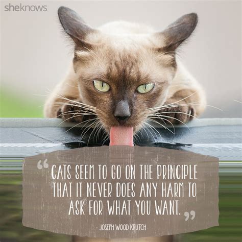 50 Cat Quotes That Only Feline Lovers Would Understand | Cat quotes ...