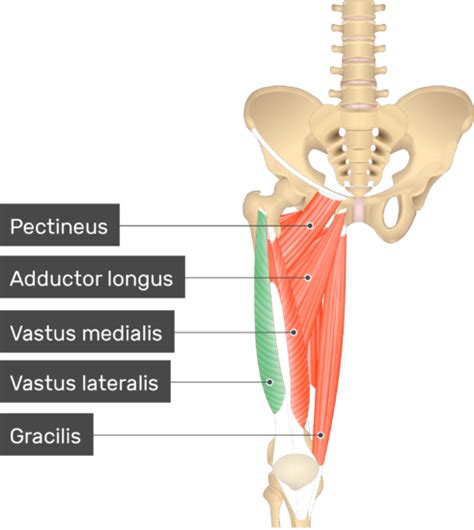 Vastus Lateralis Muscle | GetBodySmart