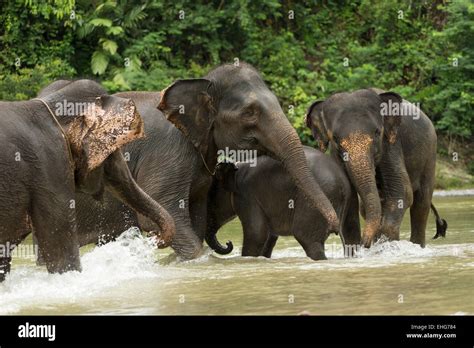 Sumatra Sumatran elephant Indonesia endangered Stock Photo - Alamy