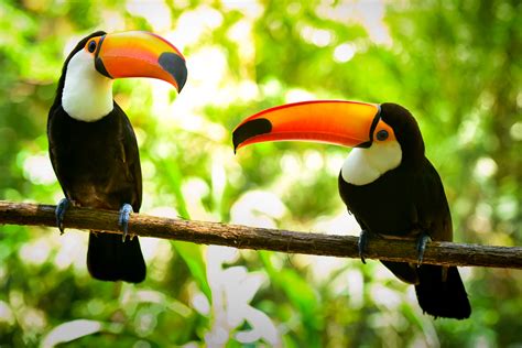 Two Toco Toucan Birds - Happy Beaks Blog