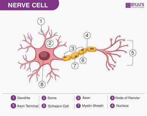 Nervous Tissue Labeled Diagram