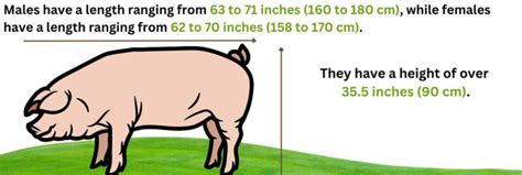 Landrace Pig – A Good Pig Breed For Commercial Farming – FarmerDB