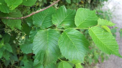 Educational videos on nature (Wych Elm leaves) - May 2017 - YouTube