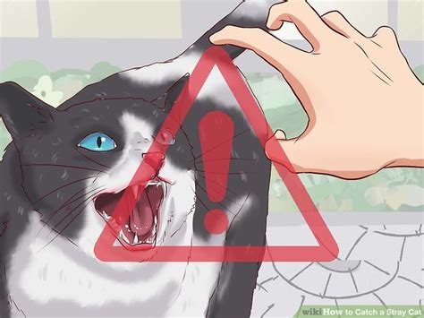 How to Catch a Stray Cat: Luring, Trapping, and More