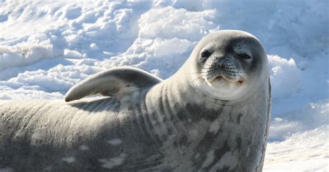 Weddell seals — Australian Antarctic Program