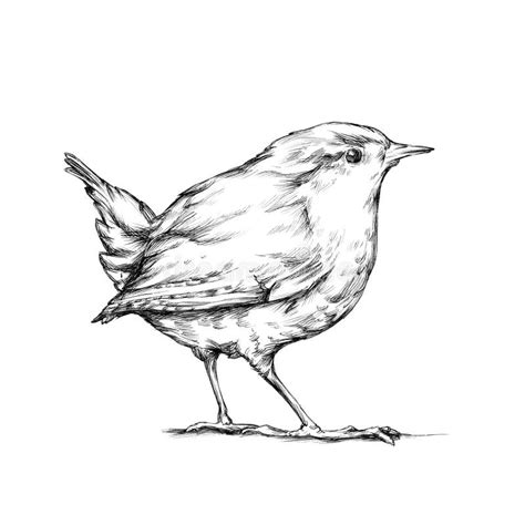 Wren Bird Stock Illustrations – 1,079 Wren Bird Stock Illustrations ...