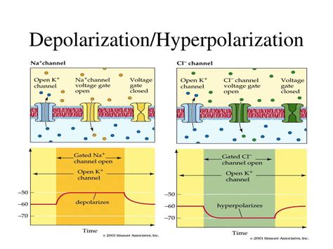 Difference Between Depolarization And Hyperpolarization