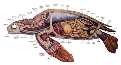 Turtle innards | Animal science, Sea turtle facts, Pet turtle