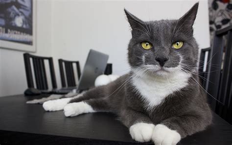 100 Great Names For Grey Cats From The Happy Cat Site