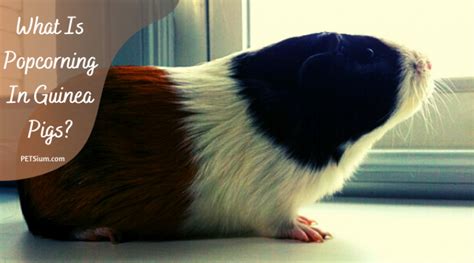 Guinea Pig Behaviour: Popcorning - Petsium