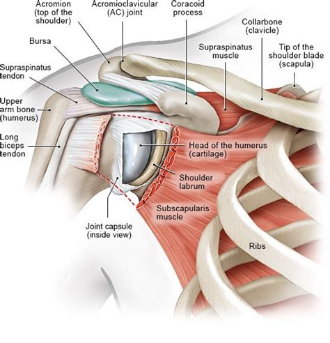 Rana Almacén Rayo shoulder anatomy top view Contiene Multa freír