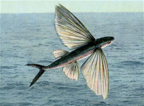 Flying Fish: Characteristics, How They Fly and Barbados | Sea Life ...