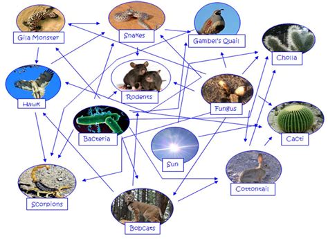 Food Web - The Coastal Desert Biome