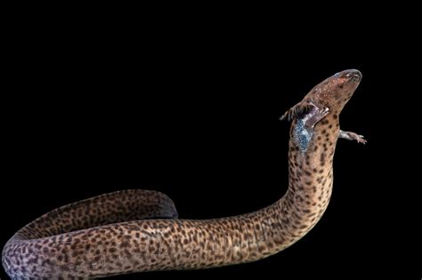 Female Reticulated Siren (Siren reticulata) - Joel Sartore