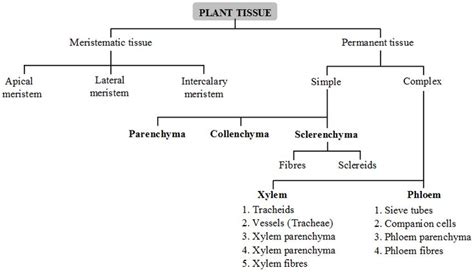 types-plant-tissues-functions http://www.aplustopper.com/types-of-plant ...