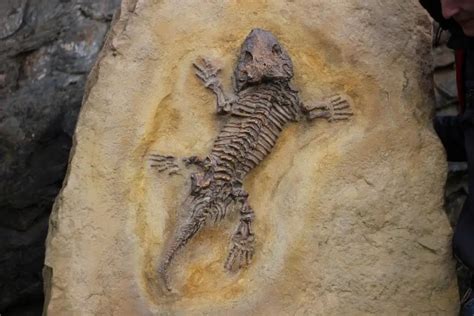 Facts About Fossils | Earth