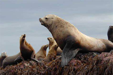 Leopard Seal v Steller's (Northern) Sea Lion - Carnivora