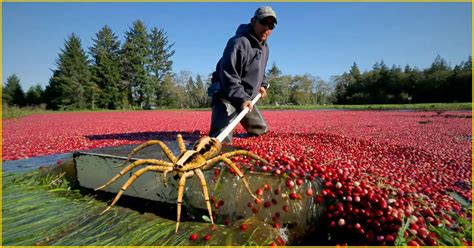 Cranberry Bog Spider: Everything You Want to Know | Spider Knowledge