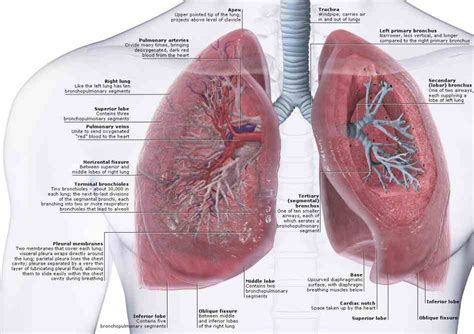 that are in each lobe lungs also shown the Anatomy Of The Lungs And ...